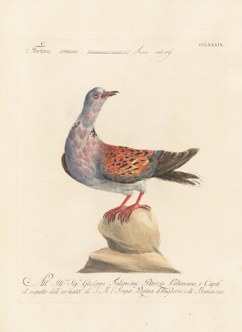 Ornithologia methodice digesta Pl.271 by Saverio Manetti, 1767-1776 — digital art print download