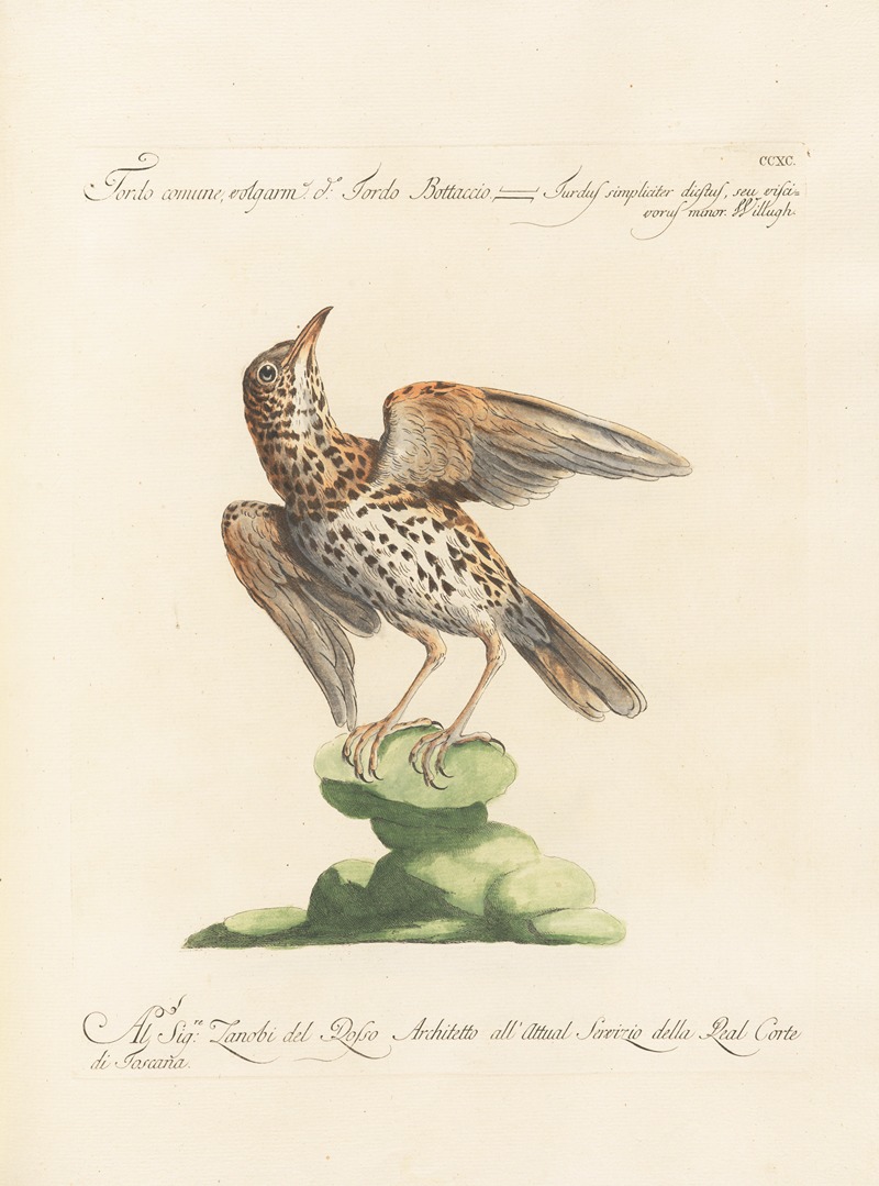 Ornithologia methodice digesta Pl.272 by Saverio Manetti, 1767-1776 — digital art print download