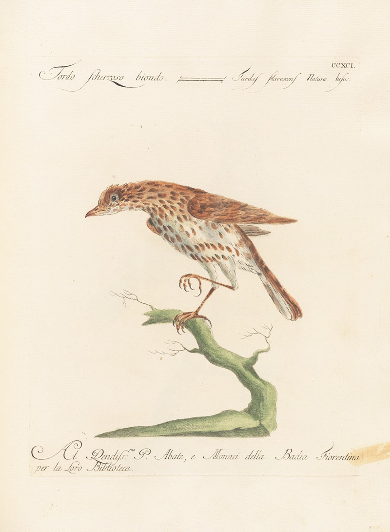 Ornithologia methodice digesta Pl.273 by Saverio Manetti, 1767-1776 — digital art print download