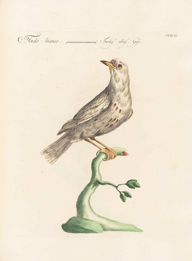 Ornithologia methodice digesta Pl.274 by Saverio Manetti, 1767-1776 — digital art print download