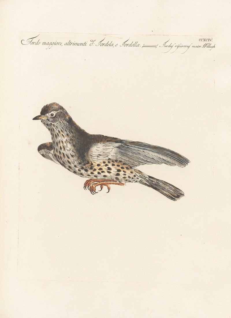 Ornithologia methodice digesta Pl.276 by Saverio Manetti, 1767-1776 — digital art print download