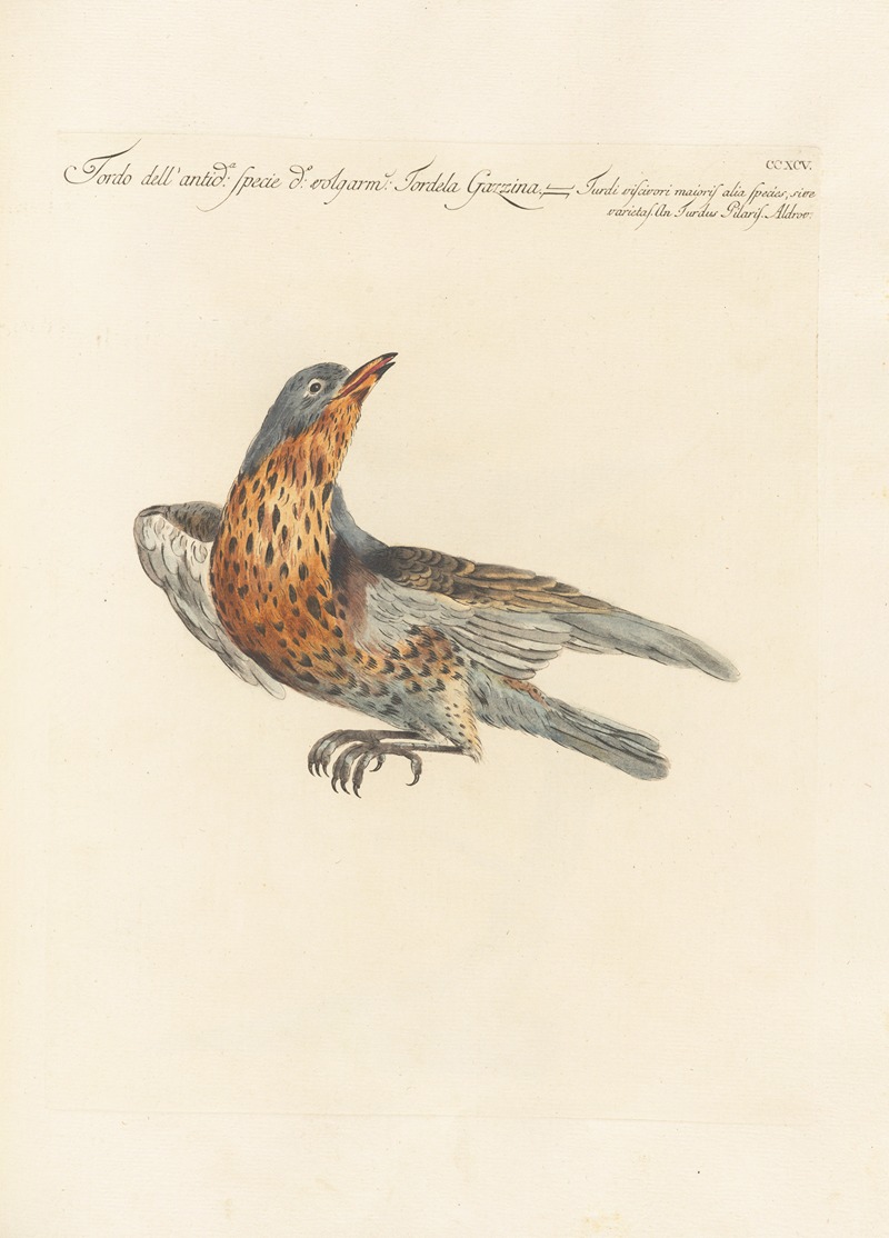 Ornithologia methodice digesta Pl.277 by Saverio Manetti, 1767-1776 — digital art print download