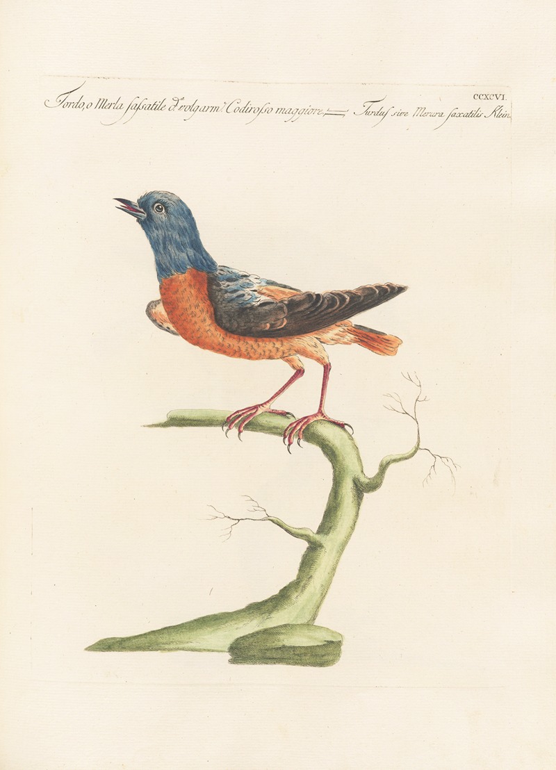 Ornithologia methodice digesta Pl.278 by Saverio Manetti, 1767-1776 — digital art print download