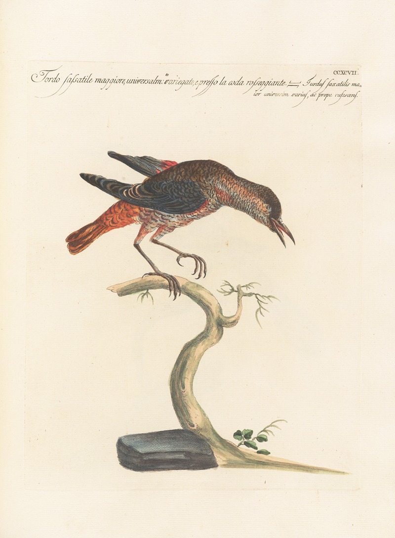 Ornithologia methodice digesta Pl.279 by Saverio Manetti, 1767-1776 — digital art print download
