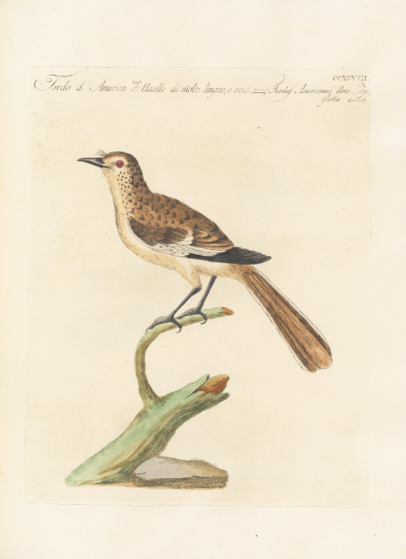 Ornithologia methodice digesta Pl.280 by Saverio Manetti, 1767-1776 — digital art print download