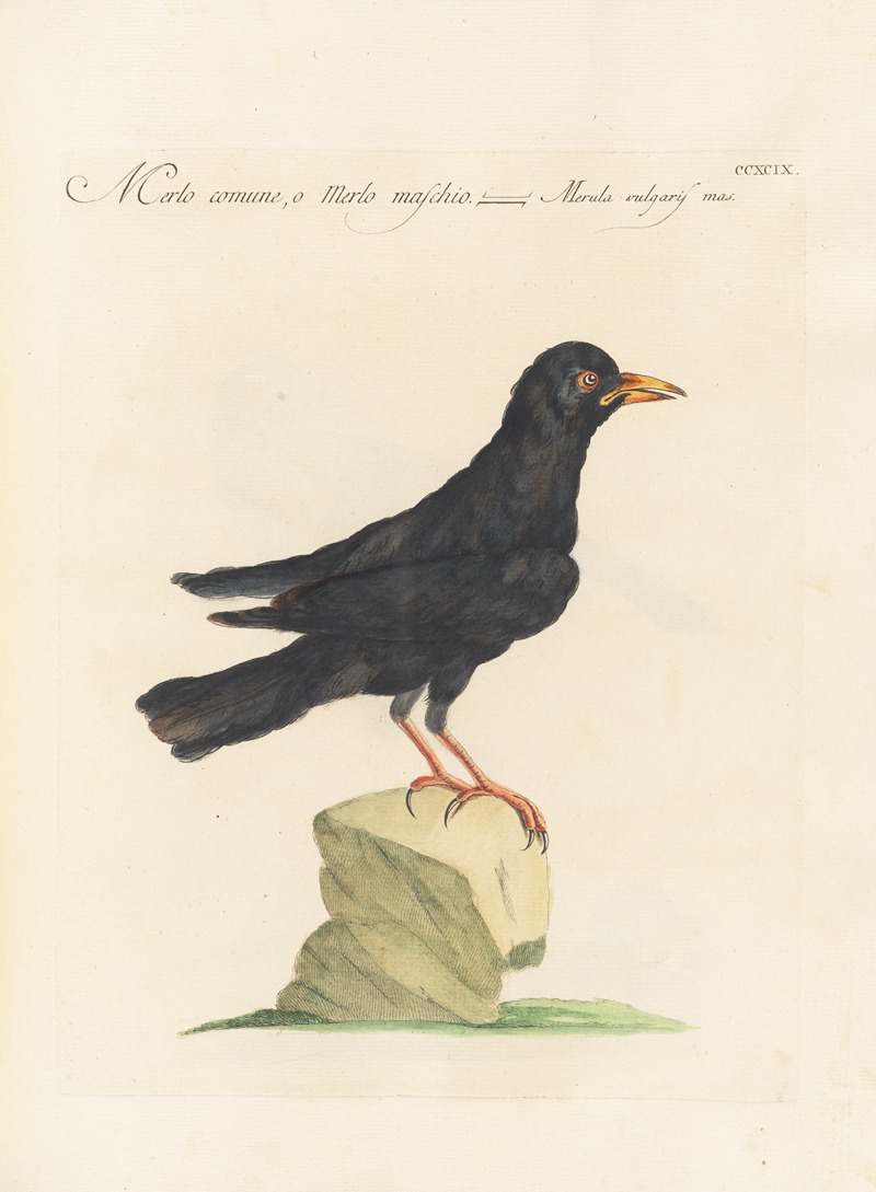 Ornithologia methodice digesta Pl.281 by Saverio Manetti, 1767-1776 — digital art print download