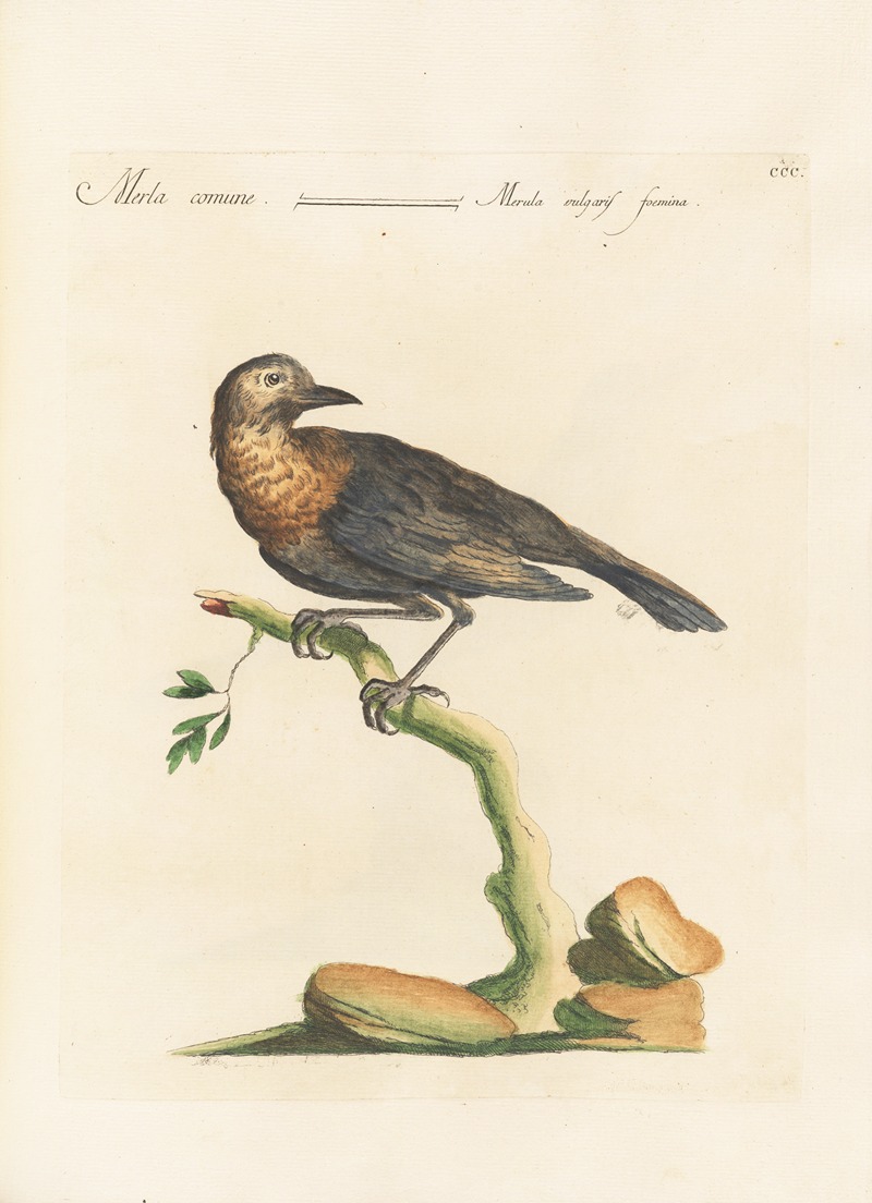 Ornithologia methodice digesta Pl.282 by Saverio Manetti, 1767-1776 — digital art print download