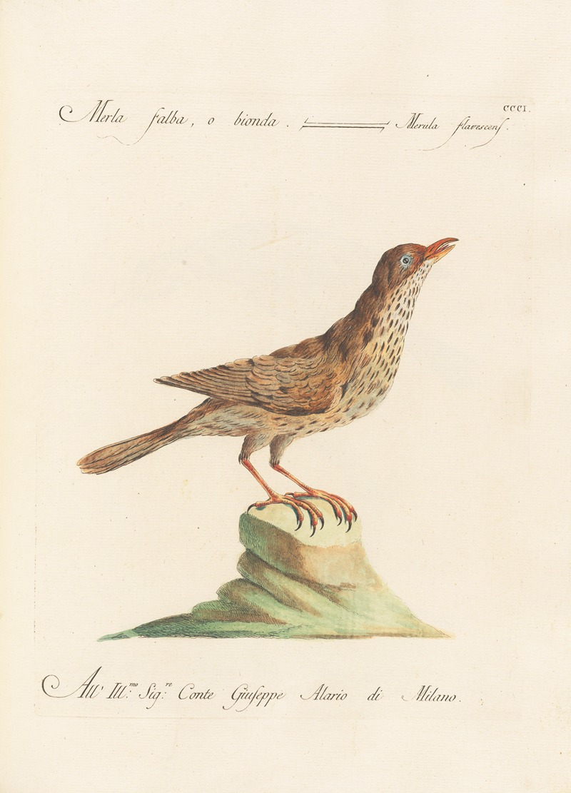 Ornithologia methodice digesta Pl.283 by Saverio Manetti, 1767-1776 — digital art print download