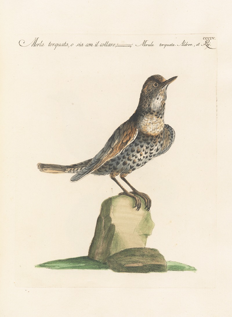 Ornithologia methodice digesta Pl.286 by Saverio Manetti, 1767-1776 — digital art print download