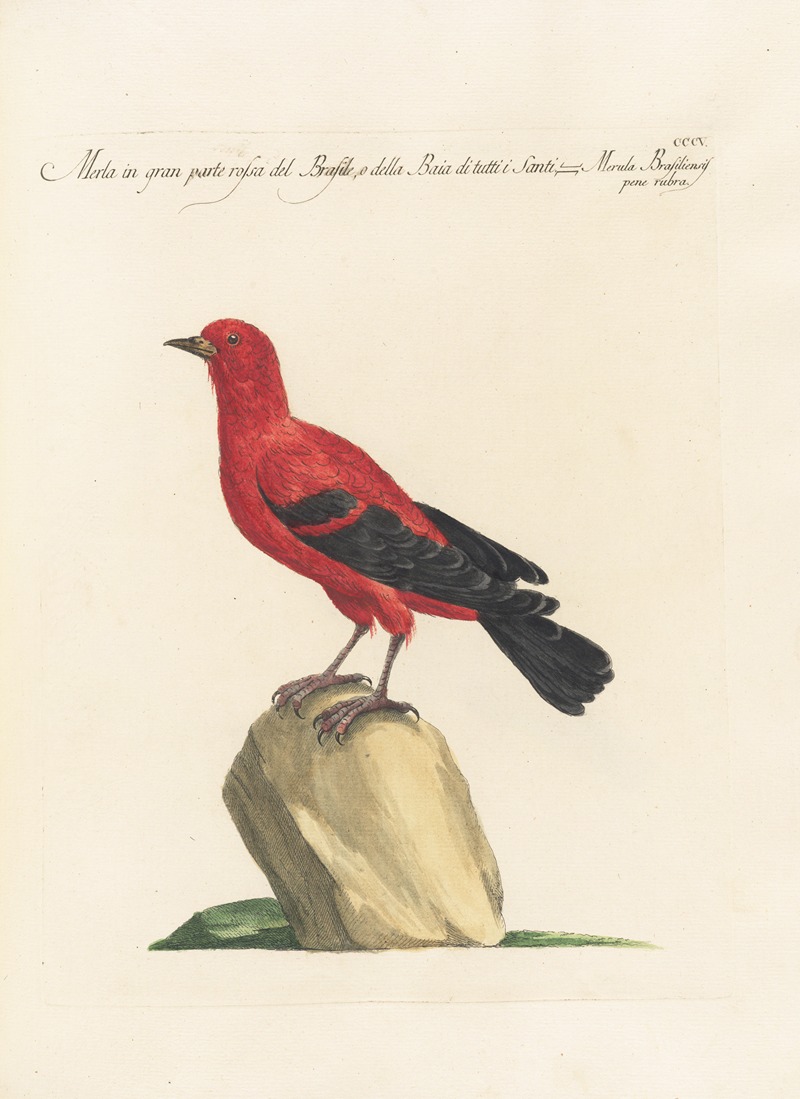 Ornithologia methodice digesta Pl.287 by Saverio Manetti, 1767-1776 — digital art print download