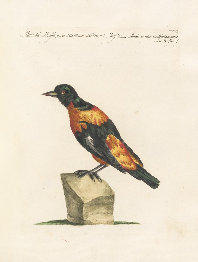 Ornithologia methodice digesta Pl.288 by Saverio Manetti, 1767-1776 — digital art print download