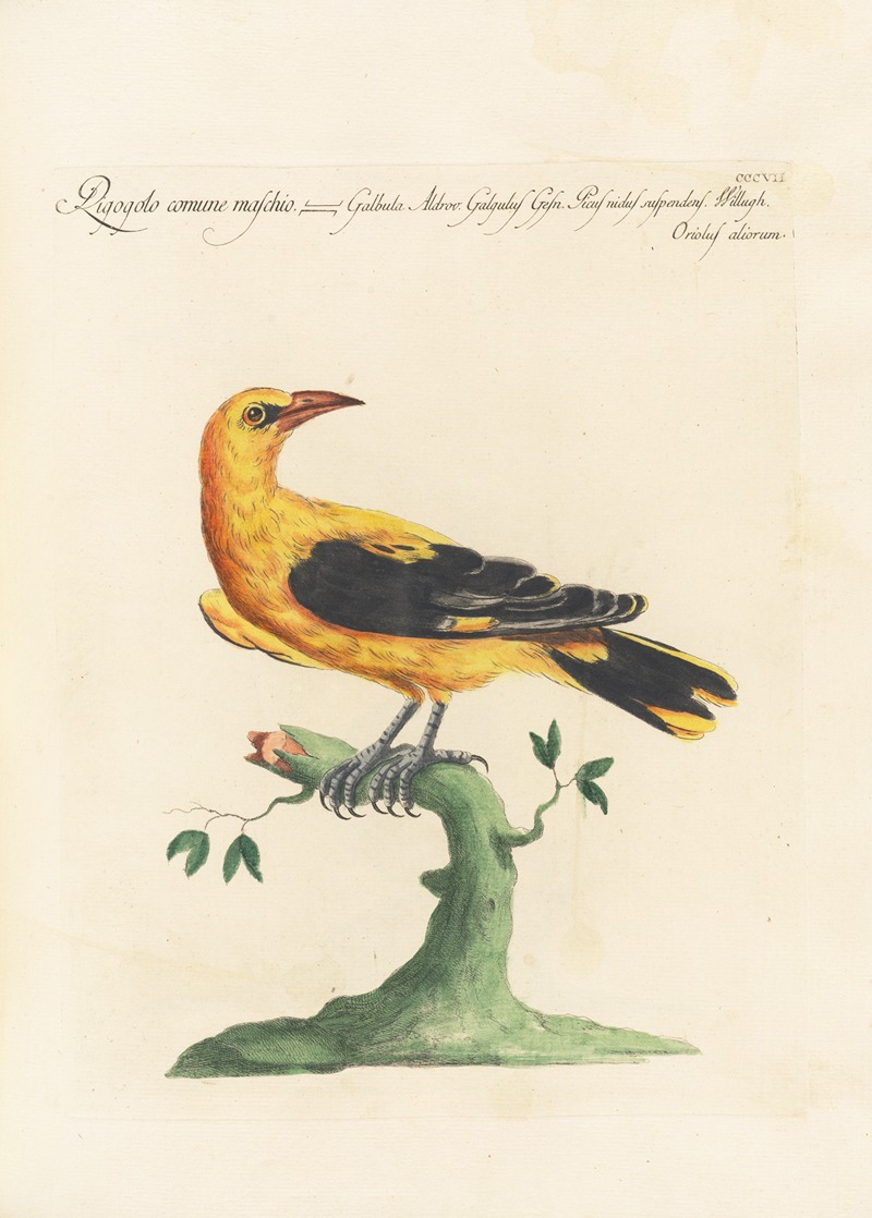 Ornithologia methodice digesta Pl.289 by Saverio Manetti, 1767-1776 — digital art print download