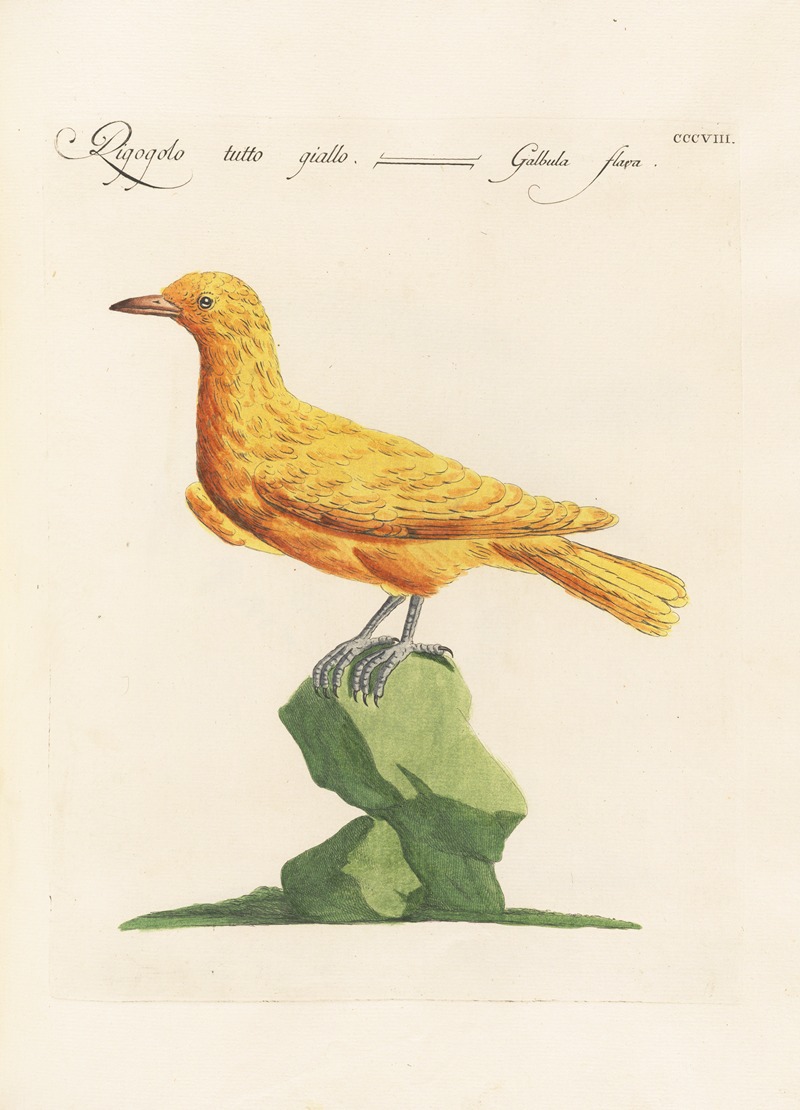 Ornithologia methodice digesta Pl.290 by Saverio Manetti, 1767-1776 — digital art print download