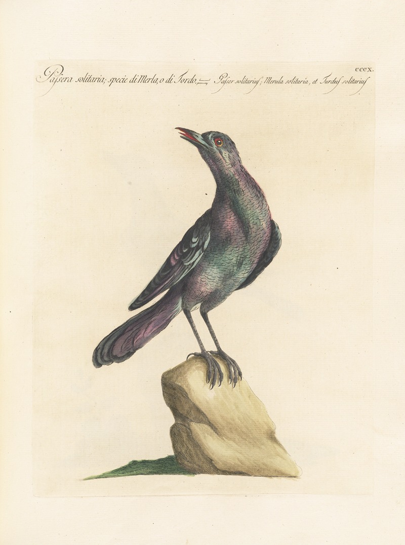 Ornithologia methodice digesta Pl.292 by Saverio Manetti, 1767-1776 — digital art print download