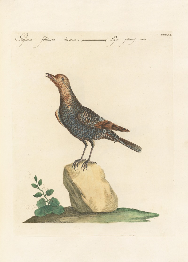 Ornithologia methodice digesta Pl.293 by Saverio Manetti, 1767-1776 — digital art print download