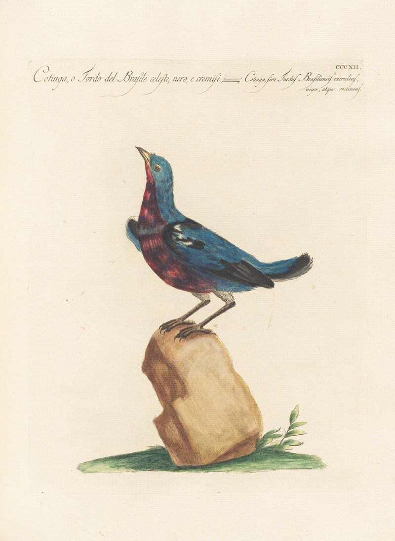 Ornithologia methodice digesta Pl.294 by Saverio Manetti, 1767-1776 — digital art print download