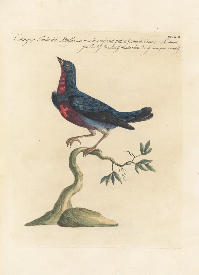 Ornithologia methodice digesta Pl.295 by Saverio Manetti, 1767-1776 — digital art print download