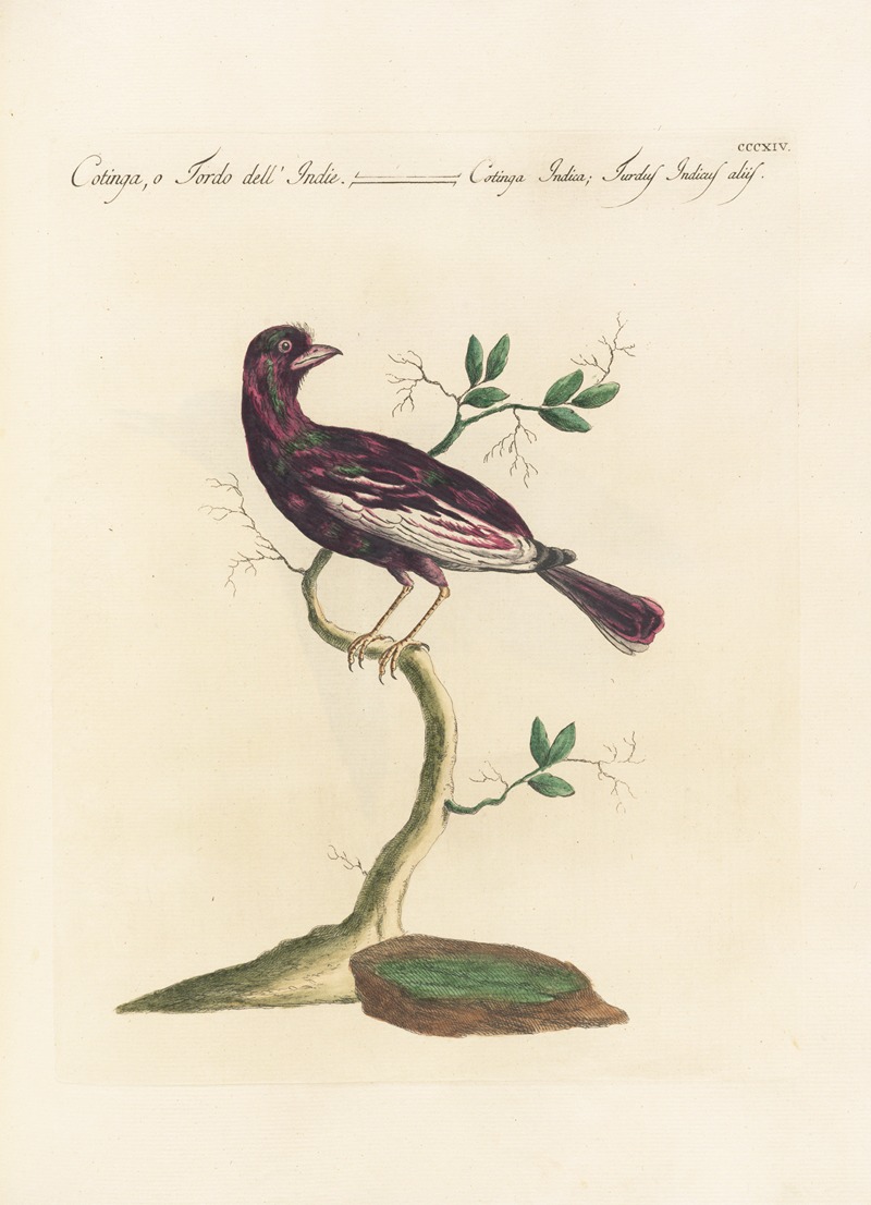Ornithologia methodice digesta Pl.296 by Saverio Manetti, 1767-1776 — digital art print download
