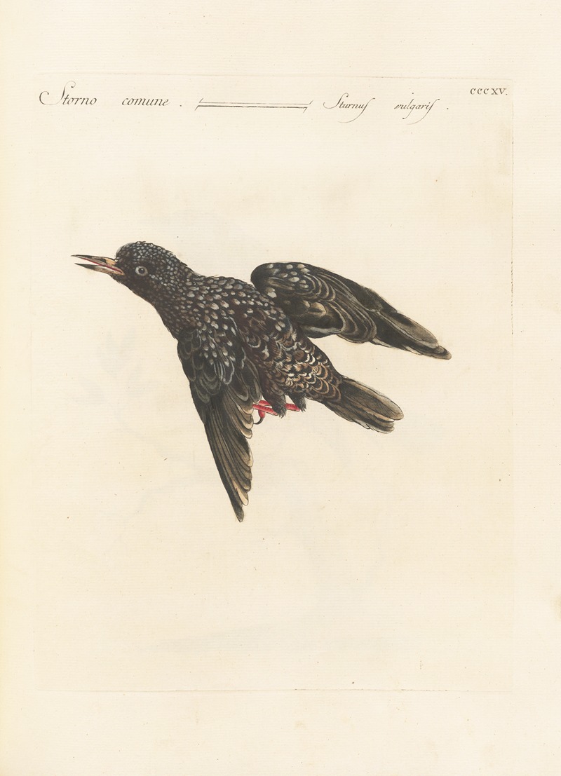 Ornithologia methodice digesta Pl.297 by Saverio Manetti, 1767-1776 — digital art print download