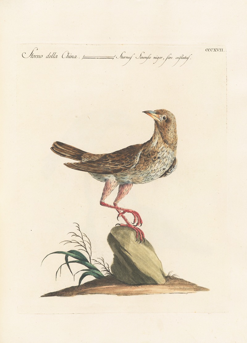 Ornithologia methodice digesta Pl.299 by Saverio Manetti, 1767-1776 — digital art print download