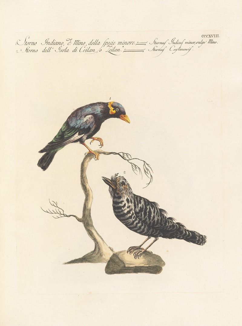 Ornithologia methodice digesta Pl.300 by Saverio Manetti, 1767-1776 — digital art print download