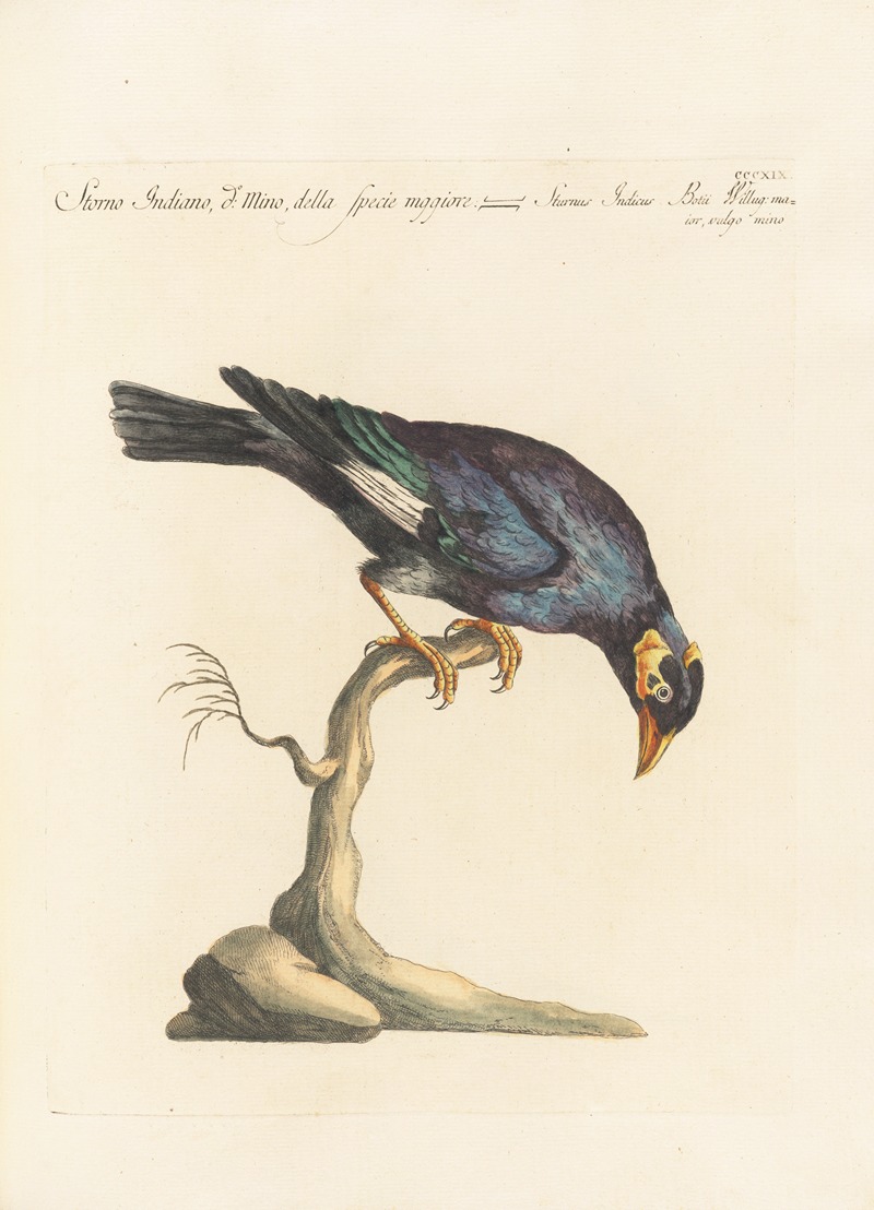 Ornithologia methodice digesta Pl.301 by Saverio Manetti, 1767-1776 — digital art print download