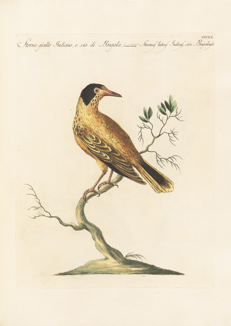 Ornithologia methodice digesta Pl.302 by Saverio Manetti, 1767-1776 — digital art print download