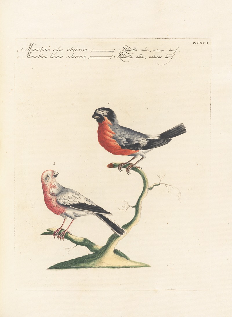 Ornithologia methodice digesta Pl.304 by Saverio Manetti, 1767-1776 — digital art print download