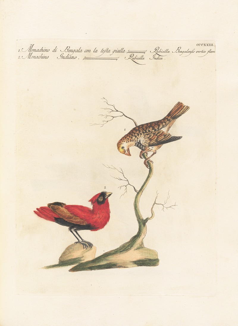 Ornithologia methodice digesta Pl.305 by Saverio Manetti, 1767-1776 — digital art print download