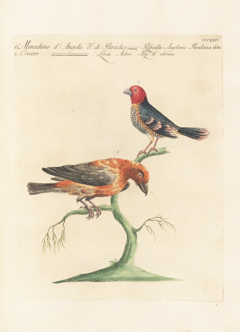 Ornithologia methodice digesta Pl.306 by Saverio Manetti, 1767-1776 — digital art print download