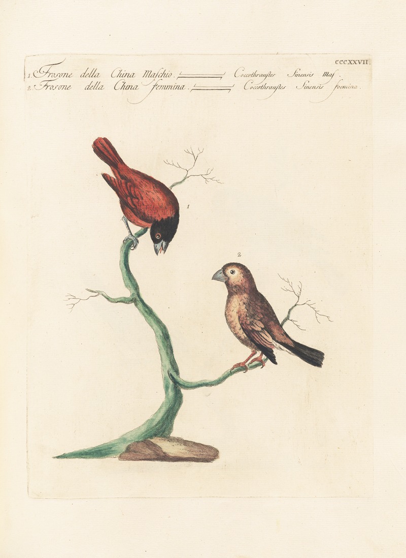 Ornithologia methodice digesta Pl.309 by Saverio Manetti, 1767-1776 — digital art print download