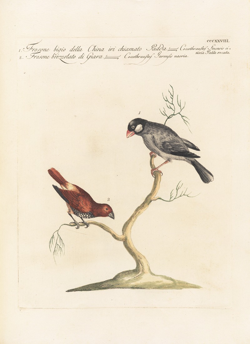 Ornithologia methodice digesta Pl.310 by Saverio Manetti, 1767-1776 — digital art print download