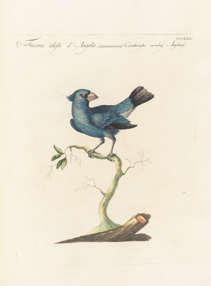 Ornithologia methodice digesta Pl.312 by Saverio Manetti, 1767-1776 — digital art print download