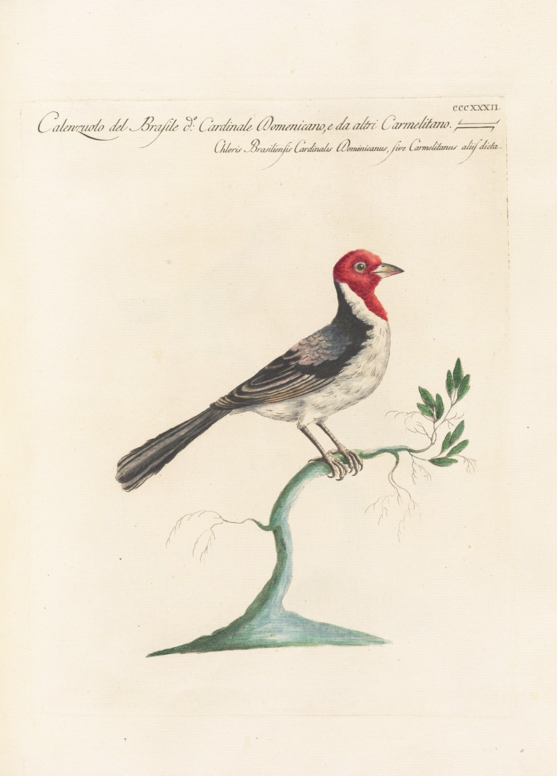 Ornithologia methodice digesta Pl.314 by Saverio Manetti, 1767-1776 — digital art print download