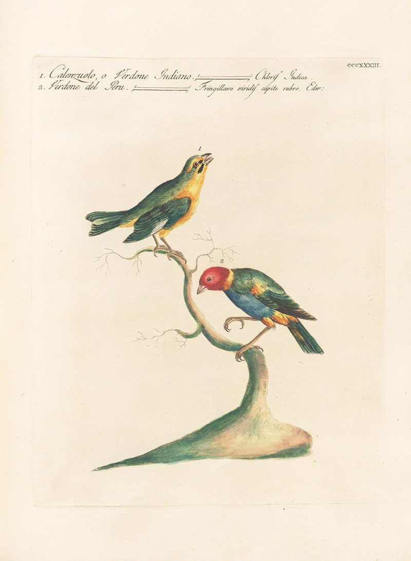 Ornithologia methodice digesta Pl.315 by Saverio Manetti, 1767-1776 — digital art print download