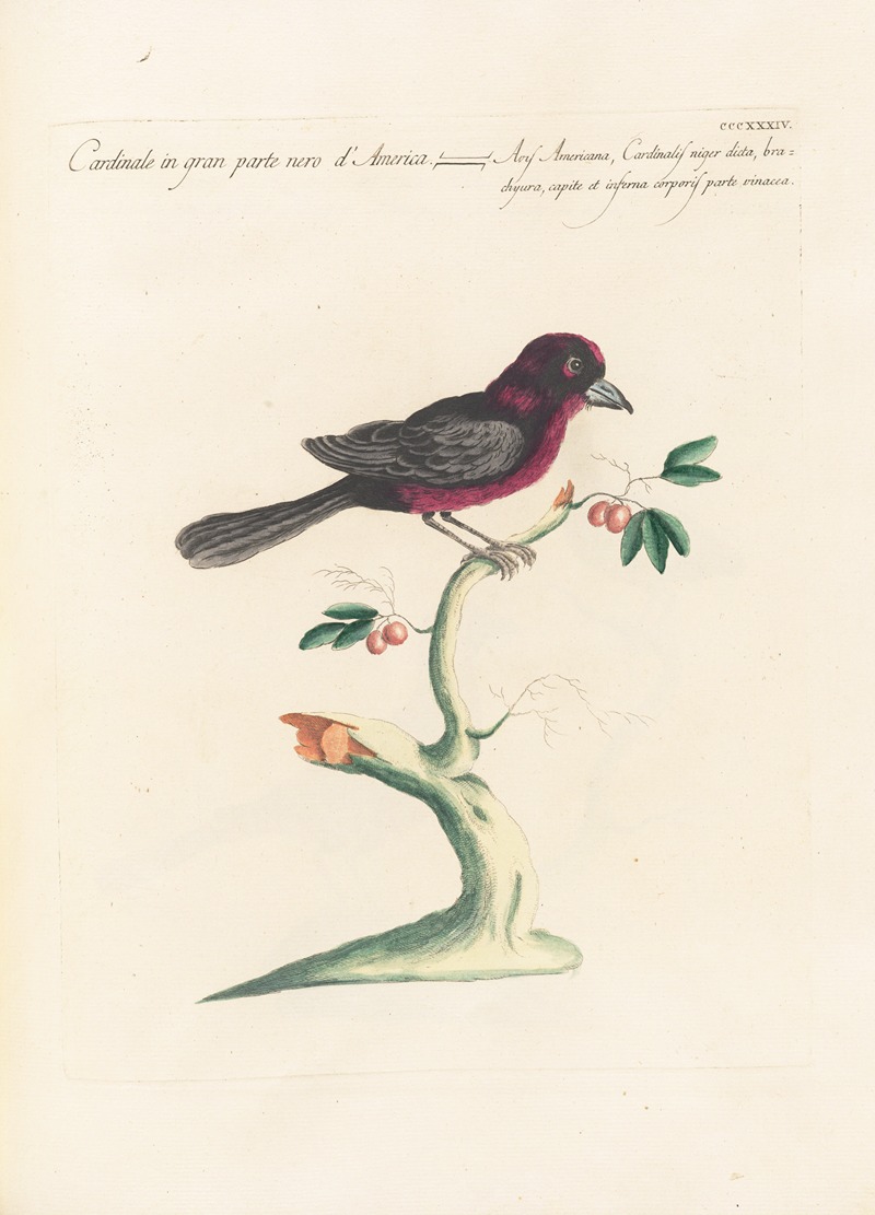 Ornithologia methodice digesta Pl.316 by Saverio Manetti, 1767-1776 — digital art print download
