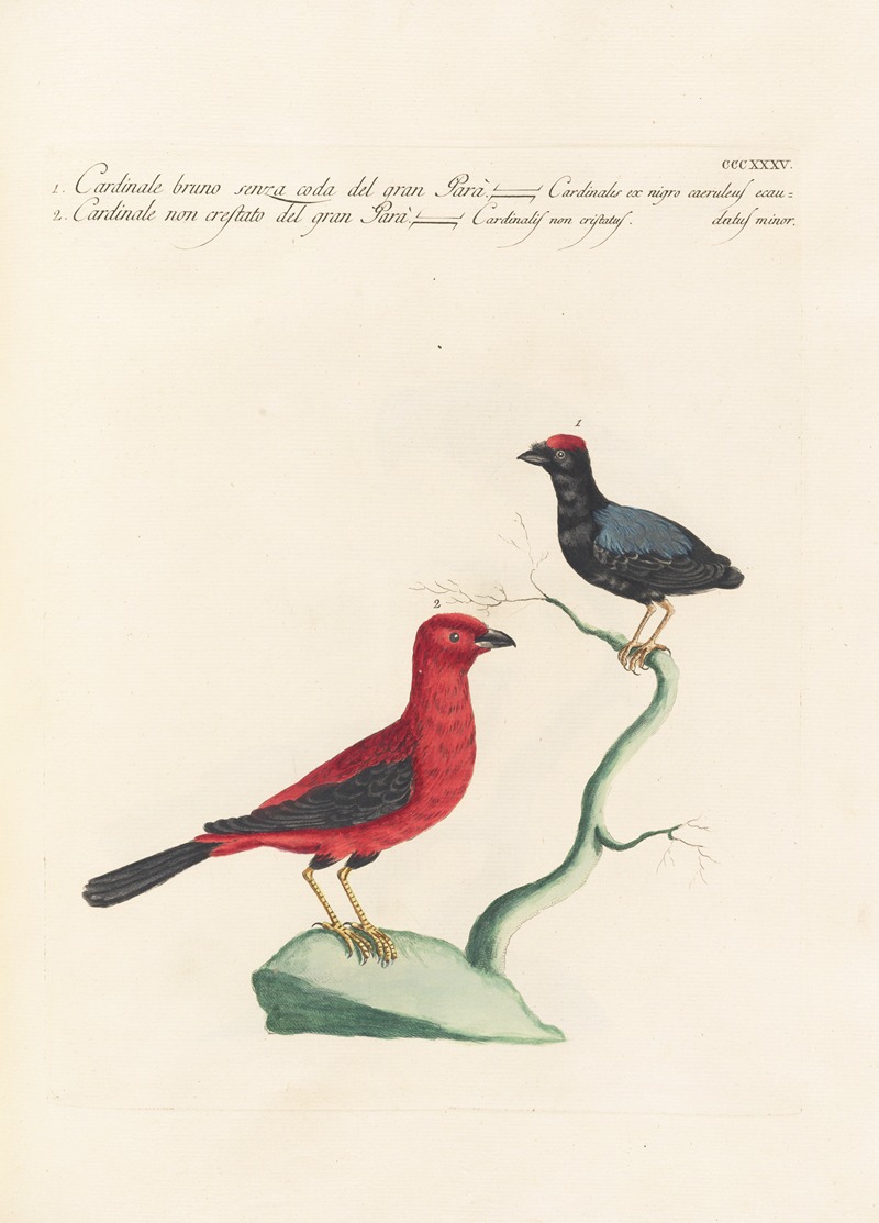 Ornithologia methodice digesta Pl.317 by Saverio Manetti, 1767-1776 — digital art print download