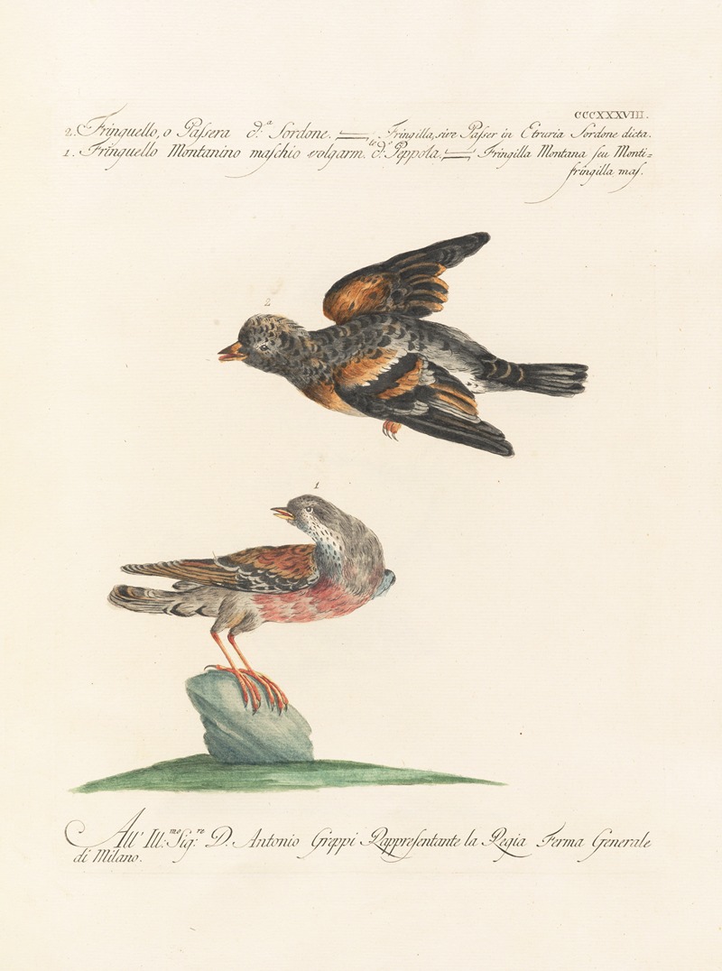 Ornithologia methodice digesta Pl.320 by Saverio Manetti, 1767-1776 — digital art print download