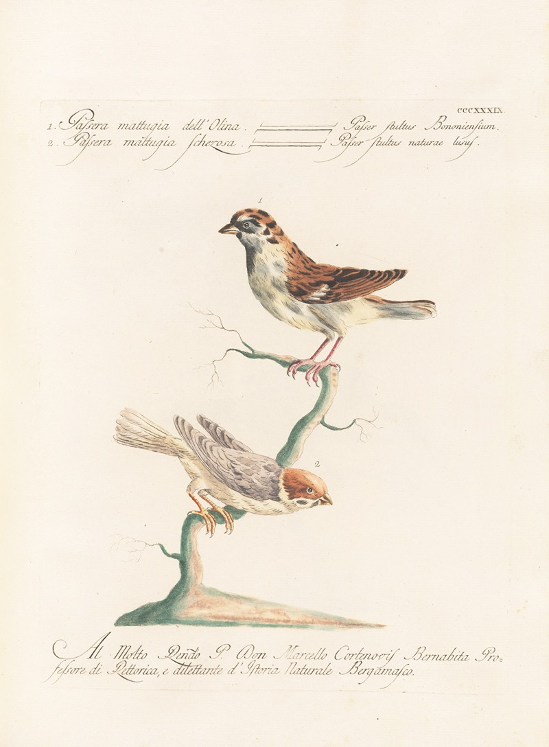 Ornithologia methodice digesta Pl.321 by Saverio Manetti, 1767-1776 — digital art print download
