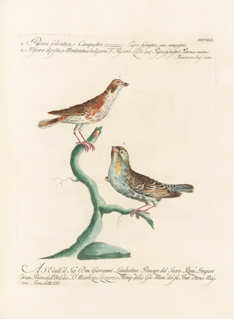 Ornithologia methodice digesta Pl.323 by Saverio Manetti, 1767-1776 — digital art print download