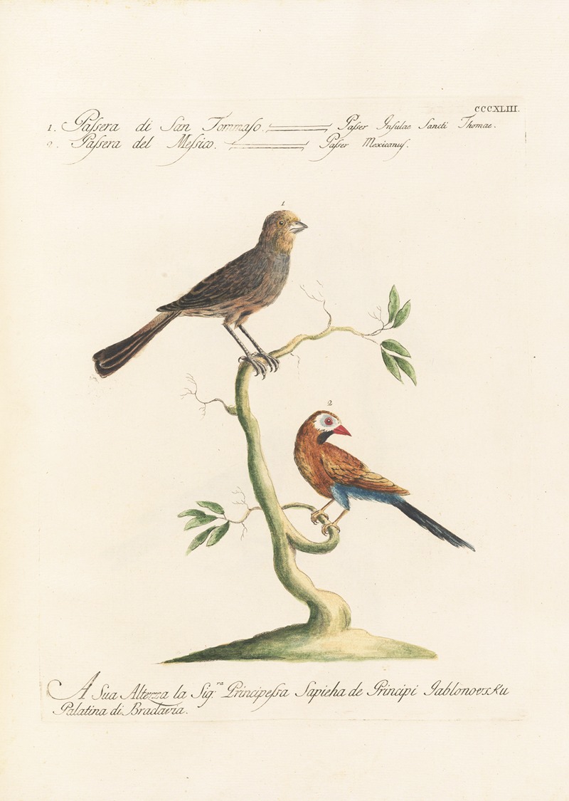 Ornithologia methodice digesta Pl.325 by Saverio Manetti, 1767-1776 — digital art print download
