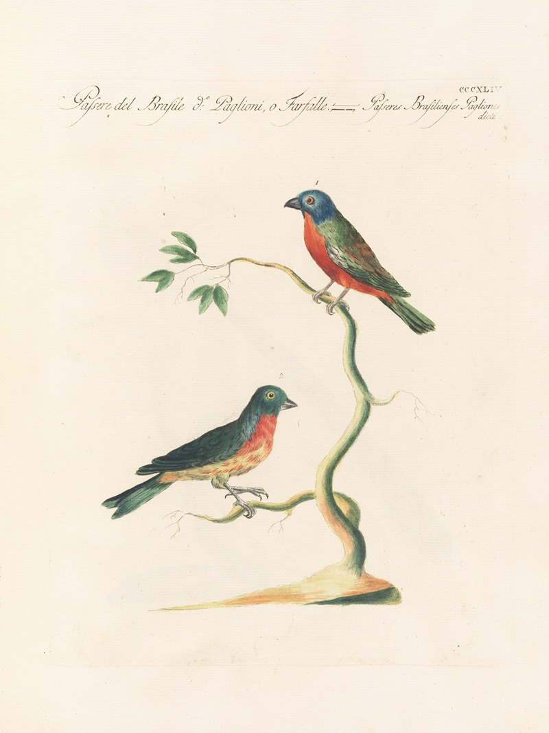 Ornithologia methodice digesta Pl.326 by Saverio Manetti, 1767-1776 — digital art print download