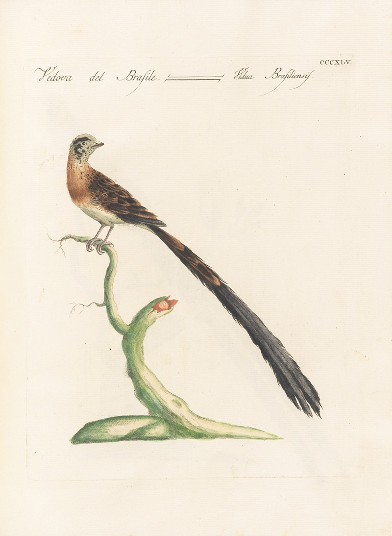 Ornithologia methodice digesta Pl.327 by Saverio Manetti, 1767-1776 — digital art print download