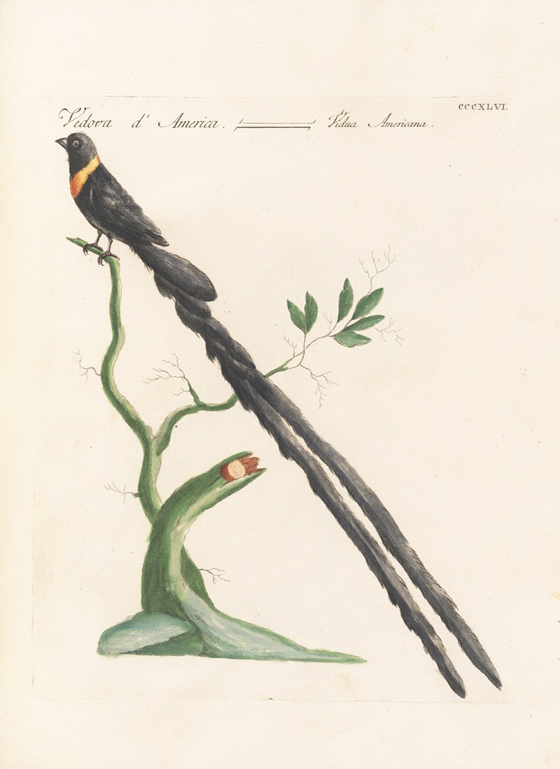 Ornithologia methodice digesta Pl.328 by Saverio Manetti, 1767-1776 — digital art print download