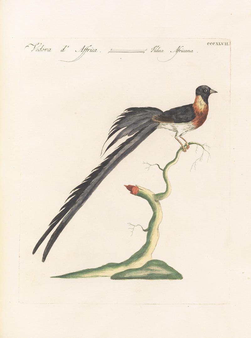 Ornithologia methodice digesta Pl.329 by Saverio Manetti, 1767-1776 — digital art print download