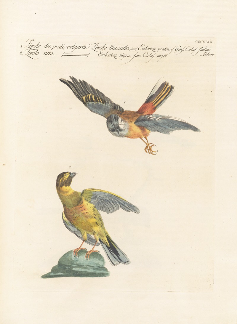 Ornithologia methodice digesta Pl.331 by Saverio Manetti, 1767-1776 — digital art print download