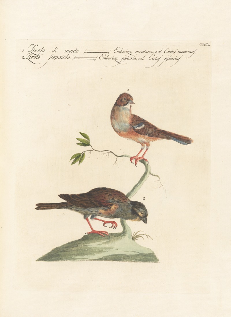 Ornithologia methodice digesta Pl.332 by Saverio Manetti, 1767-1776 — digital art print download