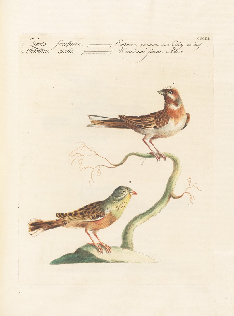 Ornithologia methodice digesta Pl.333 by Saverio Manetti, 1767-1776 — digital art print download