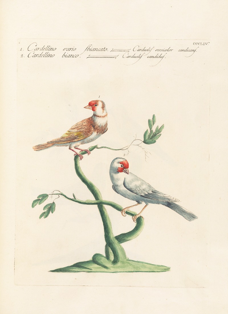 Ornithologia methodice digesta Pl.336 by Saverio Manetti, 1767-1776 — digital art print download