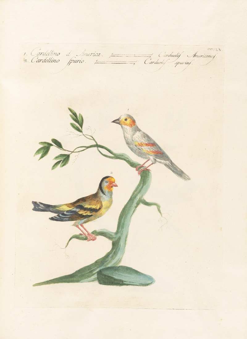 Ornithologia methodice digesta Pl.337 by Saverio Manetti, 1767-1776 — digital art print download